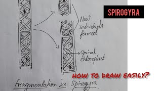 Fragmentation in spirogyra [upl. by Annig]