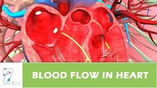 Blood Flow In Heart [upl. by Myrtle]