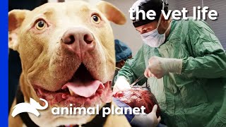 Vet Removes Enormous 16lb Tumor From Dogs Abdomen  The Vet Life [upl. by Inerney736]