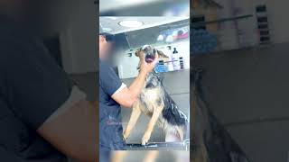 German Shepherd Gets First Grooming dog [upl. by Oicinoid]