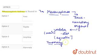 Mesonephric kidney is found in [upl. by Winifield72]