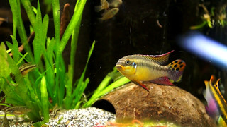 pelvicachromis kribensis moliwe wid pairampf1 [upl. by Eseilana]