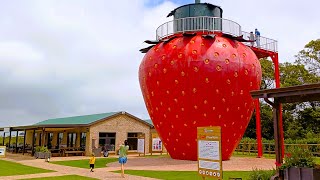 Red Berry farm at George and more from around South Africa [upl. by Airyt11]