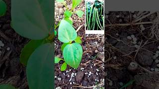 খাটো জাতের বরবটি🌱  Stickless Yard Long bean  shorts garena bean cropjourney [upl. by Ardekan]