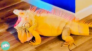 Iguana Thinks He Is Dog Becomes Best Friend with Man  Cuddle Reptiles [upl. by Ahk]