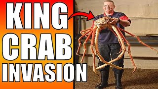 INVASION OF THE KING CRAB [upl. by Coppola]