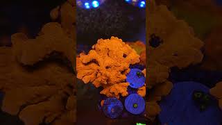 Orange Setosa Coral Saltwater Aquarium Reef Tank allmymoneygoestocoral [upl. by Guss]