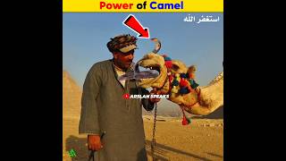 A Snake Eating Camel  Arslan Speaks amazingfacts facts shortsfeed [upl. by Malkah121]