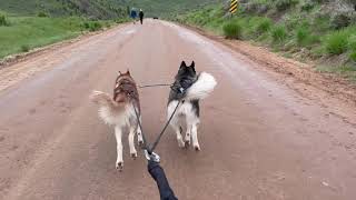 Bikejoring Training Run [upl. by Kcirddahc]