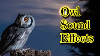 Owl Sound Effects [upl. by Enyawad]