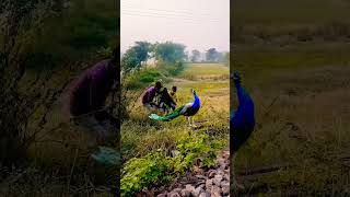 Real peacock catching VFX funny videos peacock vfx shorts funnyvideostrendingshorts [upl. by Nylatsirhc]