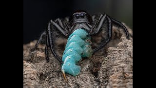 Hyllus giganteus GIANT JUMPING SPIDERS 😊 [upl. by Jacintha45]