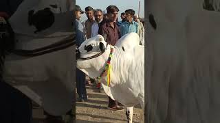 Kheeray Wachy Qurbani 2024 2025  Fateh Jangi Nasal  Dhani Nasal ky Janwar fatehjangibulls [upl. by Atilek]