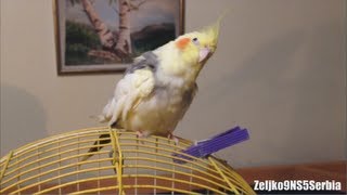 Cute cockatiel bird singing a song Nimfa papagaj peva pesmicu [upl. by Effie]