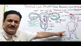 Menstrual Cycle in FemaleFemale Reproductive CycleMenstruationFSHLHOvarian cycle [upl. by Greenwell]