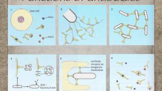 AS level J3 antibodies and antigens Ms Cooper [upl. by Selry]