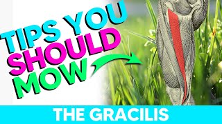 How to Remember the Gracilis Muscle Origin Insertion Action and Innervation [upl. by Moe]