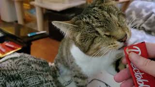 blind Kitty Helen devours a squeeze up treat October 22nd [upl. by Nosahc]