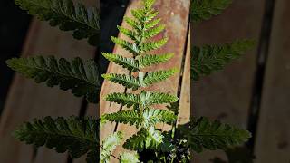 Cycad Leaf Tree Fern  Blechnum buchtienii🌱 garden greenhouse gardening plantnature fromspores [upl. by Evander]