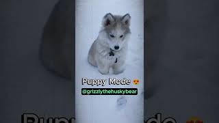 Grizzly PUP to Grizzly BEAR 😍 grizzlythehuskybear husky siberianhusky huskypuppy huskylovers [upl. by Dwan]