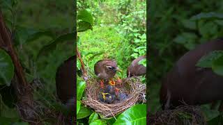 Whitecollared thrush raising children [upl. by Lubba]