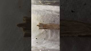 Drywood termites VS crazy ants [upl. by Llenrup253]