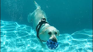 LABRADORS DIVE UNDER WATER WITH GOPRO INCREDIBLE [upl. by Qiratla]