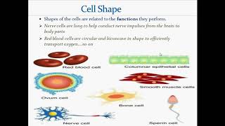 Cell shape  Purpose behind creation of different forms or shapes [upl. by Otiv]