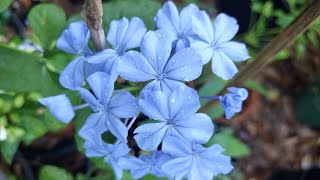 My Blue Plumbago Plant or Cape LeadwortImelda Ingram USA [upl. by Utir]