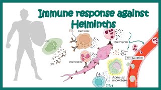 Immune response against worms helminths [upl. by Ainigriv]