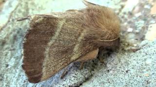 Eastern Tent Caterpillar Moth Lasiocampidae Malacosoma americanum Lateral View [upl. by Nnyledam]