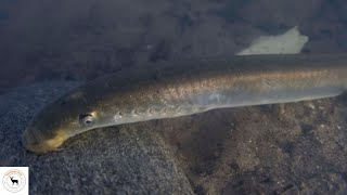 Lamprey – No Paired Fins Jawless And Scaleless Fish [upl. by Ramoh]