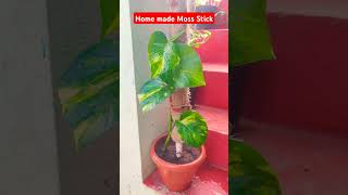 Repotting Money plantGolden Pothos ☘️ moneyplant goldenpathos gardeningwithbob repotting plant [upl. by Aiuqat596]