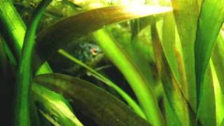 Very rare footage My Mating Blue three spot gouramis  Blaue Fadenfisch Paarung 22 [upl. by Ralleigh]