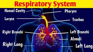 Respiratory System in Urdu Hindi Animation  The Air Passageway  Human Respiratory System [upl. by Baniez]