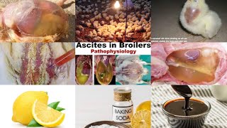 Causes and cure for water belly ascites in Broilers [upl. by Amliv]