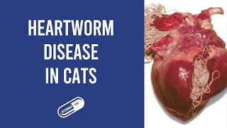 NAVLE Pearls 4 Dirofilaria immitis and heartworm disease in cats [upl. by Edecrem599]