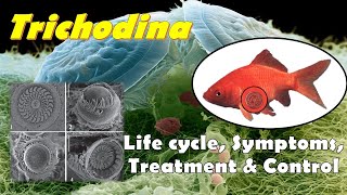 Trichodina sp Morphology Life cycle Symptoms Treatment and Control Methods [upl. by Ayom]