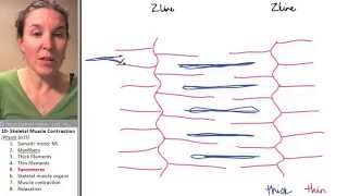 Skeletal Muscle 5 Sarcomeres [upl. by Tomasz]