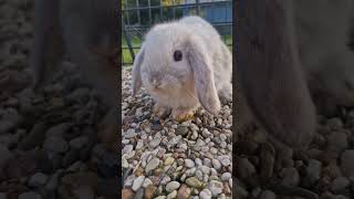 Little girl ❤️ Psiana ❤️ bunnies rabbit bunny kaninchen minilop cute pets animals love [upl. by Jochebed519]