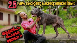 കരിമ്പുലികളും കടിയന്മാരും  Vickies Greeny [upl. by Tiffie]