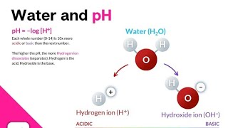 Calculate the pH of a solution with a hydrogen ion concentration of M calculating the ph of sol [upl. by Nnylekoorb254]