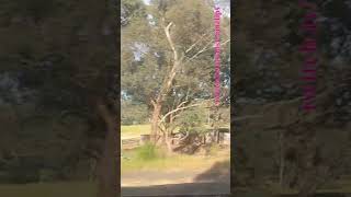 VLINE Southern Cross To Albury NSW 121124 victoria shorts shortvideo train travel views [upl. by Morna989]