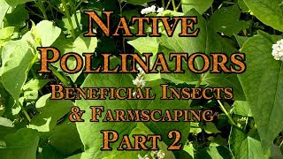 Native Pollinators Beneficial Insects amp Farmscaping Part 2 [upl. by Greenberg155]