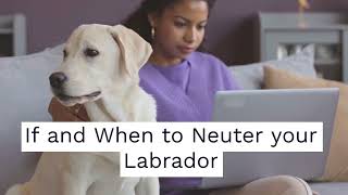 If and When to Neuter your Labrador [upl. by Assirrac]