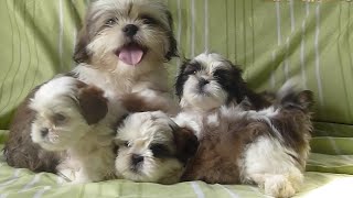 Adorables Mini Cachorros Shih Tzu con su Mamá [upl. by Malonis]