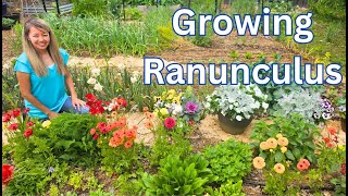 Growing Ranunculus time lapse [upl. by Tonjes]