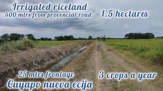 lot418 irrigated riceland 15 has 500 mtrs from provincial road 23M price cuyapo nueva ecija [upl. by Elvis54]