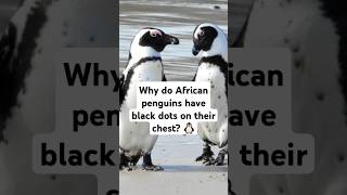 Why do African penguins have black dots on their chest 🐧 penguin animals shorts [upl. by Vedi]