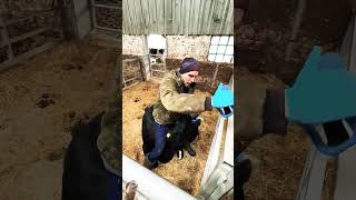 cow mastitis farmlife farm calf cattlefunnysubscribefunnyclips sonu kumar021 [upl. by Hana462]